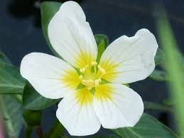 Image result for Ludwigia adscendens