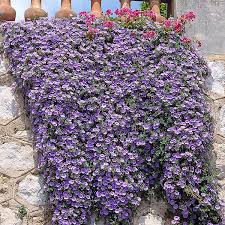 Image result for Convolvulus farinosus