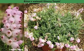 Image result for Erica wildii