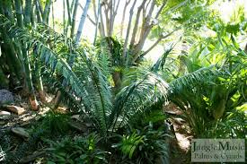 Image result for Encephalartos umbeluziensis