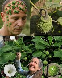 What is the identity of the moth found in my backyard and is it harmful to  trees or plants?