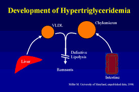 Image result for Hypertriglyceridemia