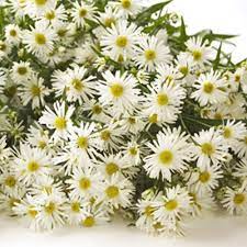 White Monte Casino Aster Meaning Patience Aster Flower Wholesale Flowers Flower Identification