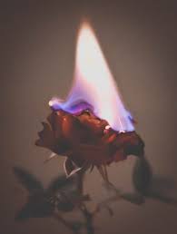 Rose On Fire Aesthetic Roses Rose On Fire Fire Photography