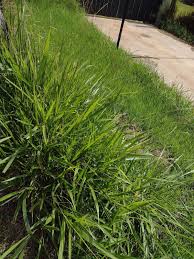 Image result for Urochloa brizantha