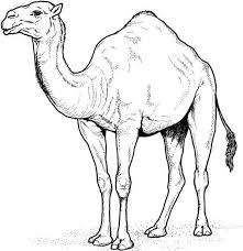 جمل للتلوين رسومات جمال للاطفال جاهزة للطباعة بفبوف Desert Animals Coloring Desert Animals Camels Art