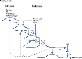 Coagulation and the clotting cascade | almostadoctor. Unrecognized Blood Clotting Factors Springerlink
