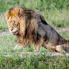 For the last four years now, scarface has been. Heartbreaking Images Show Final Days Of Starving Lion Known As Skybed Scar In Kruger National Park World News Mirror Online