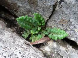 Image result for Asplenium rutifolium