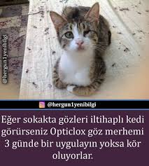 Kedi Yardim Animals Cats