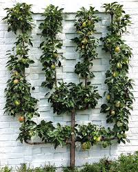Dwarf fruit trees serve as both decoration and producing fruits in a small space or garden. Fruit Tree Landscaping Ideas Houzz