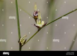 Image result for Juncaceae