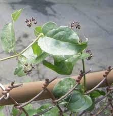 Image result for Vincetoxicum monticola