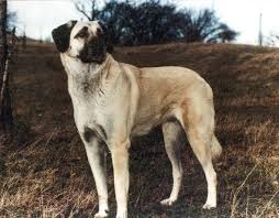 Kangal Dog Goruntuler Ile Kopek