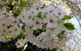 Common flowering trees in virginia. Best Trees To Plant For Spring Flowers In Northern Va Riverbend Landscapes Tree Service Great Falls Va