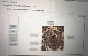 Which of the following bone tissues is adapted to support weight and withstand tension stress. Anatomy And Physiology Archive June 01 2019 Chegg Com