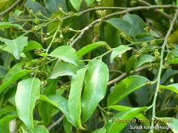 Image result for Putranjivaceae