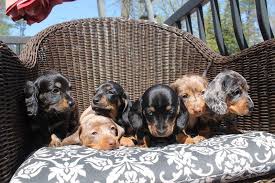 Dachshund puppies for sale in springfield illinois. Silver Dapple Dachshund Short Hair Novocom Top