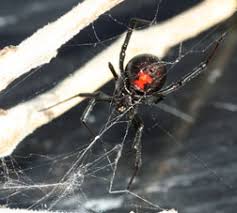 Typically found under furniture or in the corners of. Western Widow Spider 5 605 Extension