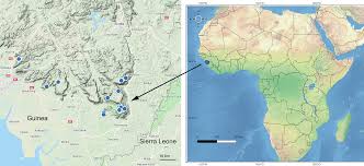 Image result for Melastomastrum segregatum