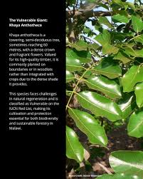 Image result for Khaya anthotheca