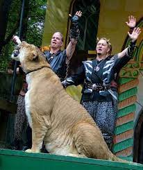 Liger Hercules In Guinness Book Of World Records Guinness Book Of World Records World Records Hercules