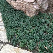 1 Gal Dwarf Mondo Grass Plant Oph159g1 The Home Depot Dwarf Mondo Grass Mondo Grass Mondo Grass Landscaping