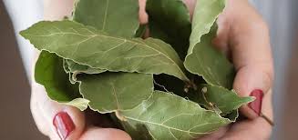 No solo se usa para condimentar los alimentos, sino que sirve para para preparar el té de hojas de laurel vamos a necesitas lo siguiente: Laurel Poderes Medicinales Misticos Y Sus Usos Magicos Wemystic