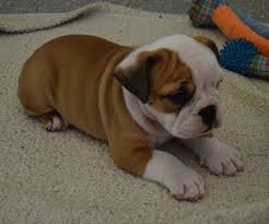 Mora and chubs sold bow, fawn and white male bulldog dob: Sold Fawn And White Female Bulldog Bulldog Angels Siess Ranch Bulldogs