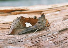 Image result for Autographa bractea