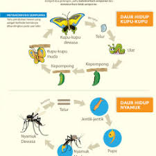 Kupu kupu memiliki ciri khusus, apabila sedang hinggap di daun atau tempat lainnya ia selalu membentangkan sayap indahnya. Daur Hidup Hewan Visual Ly