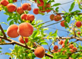 Warmer weather is on the way and one of the best parts about summer is all of the fresh fruit around the state. 6 Delightful Texas Peach Farms Pick Your Own Lone Star Travel Guide