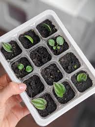 We did not find results for: How To Propagate Peperomia 3 Proven Methods I Ve Tested