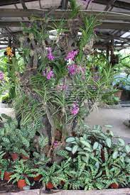 Kl Hibiscus And Orchid Garden Land Of Exclusive Tropical Flowers Aroma Asian Orchids Garden Orchid House Orchids