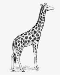 Maybe you would like to learn more about one of these? Vector Giraffe Clipart Realistic Pencil Giraffe Drawing Hd Png Download Kindpng