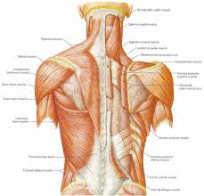 Broadly considered, human muscle—like the muscles of all vertebrates—is often divided into striated muscle, smooth. Upper Back Muscles Anatomy Body Gallery Human Muscle Anatomy Muscle Anatomy Human Anatomy And Physiology