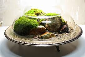 The Slug And The Squirrel Terrarium Succulent Terrarium Micro Garden