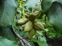 Image result for Heritiera