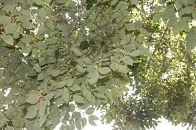 Image result for Celtis africana