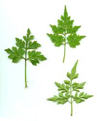 Image result for Bidens bipinnata