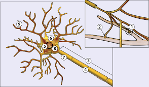 Eine nervenzelle, auch neuron (von altgriechisch νεῦρον neũron, deutsch ‚flechse', ‚sehne'; Nervenzelle Nervensystem I