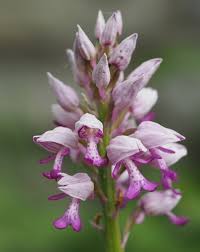 Image result for Habenaria laurentii
