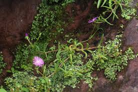 Image result for Delosperma mahonii