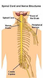 Maybe you would like to learn more about one of these? Nerve Structures Of The Spine