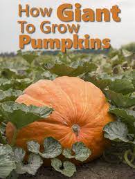 How To Grow Giant Pumpkins Growing Pumpkins Giant Pumpkin Growing Vegetables