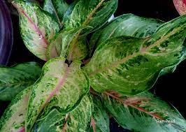 Pin Di Plants
