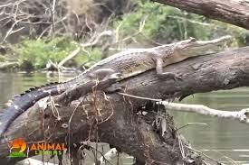 How Fast Can A Crocodile Run? - Quora
