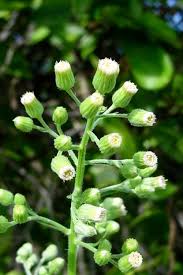 Image result for Conyza