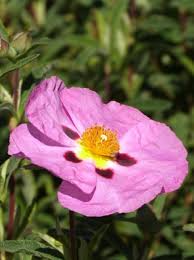 Image result for Senecio purpureus