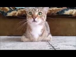 Animals Cats Haha